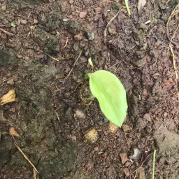 Avatar người đánh giá