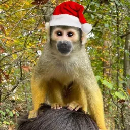 Avatar người đánh giá